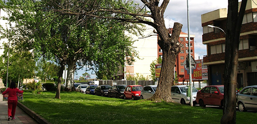 Árbol seco en Lobete, Logroño.