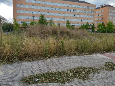 Desbroce parcelas 1 (julio 2018)_opt